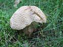 2011-10-02, Pilze (18)